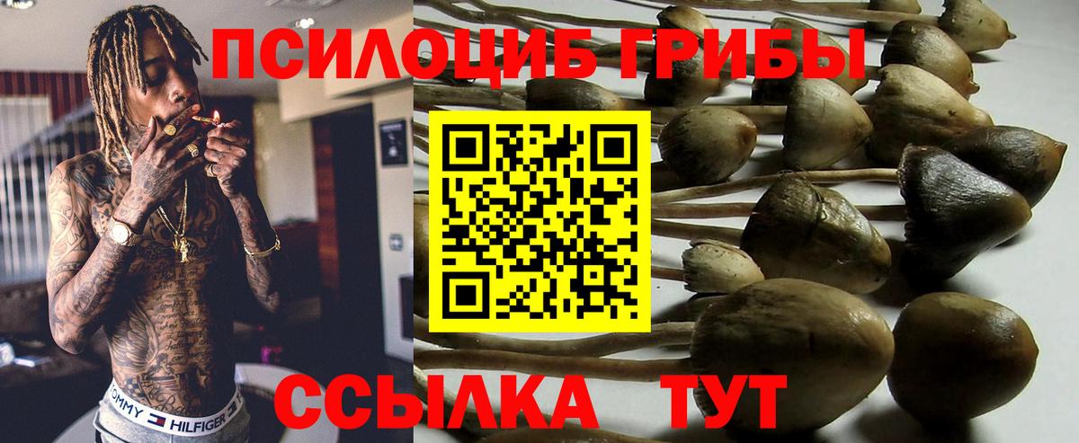 Галлюциногенные грибы Cubensis Строитель